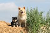 CHIEN FINNOIS DE LAPONIE 374